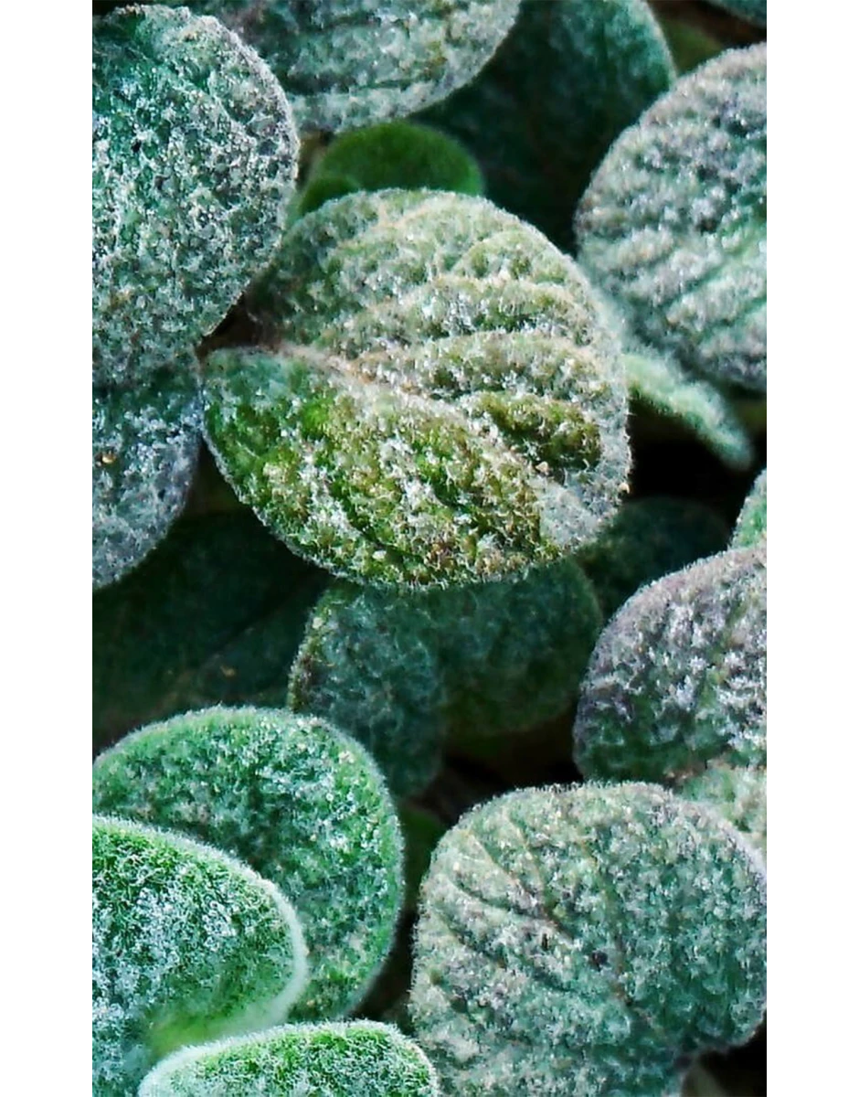 ΓΑΛΑΚΤΩΜΑ ΣΩΜΑΤΟΣ ΜΕ ΒΙΟΛΟΓΙΚΟ ΣΥΚΟ, ΜΟΣΧΟΛΕΜΟΝΟ & ΔΙΚΤΑΜΟ 100ml