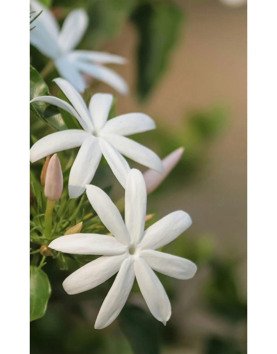 ΓΑΛΑΚΤΩΜΑ ΣΩΜΑΤΟΣ ΜΕ ΓΙΑΣΕΜΙ & ΒΙΟΛΟΓΙΚΗ ΑΛΟΗ ΒΕΡΑ 100ml