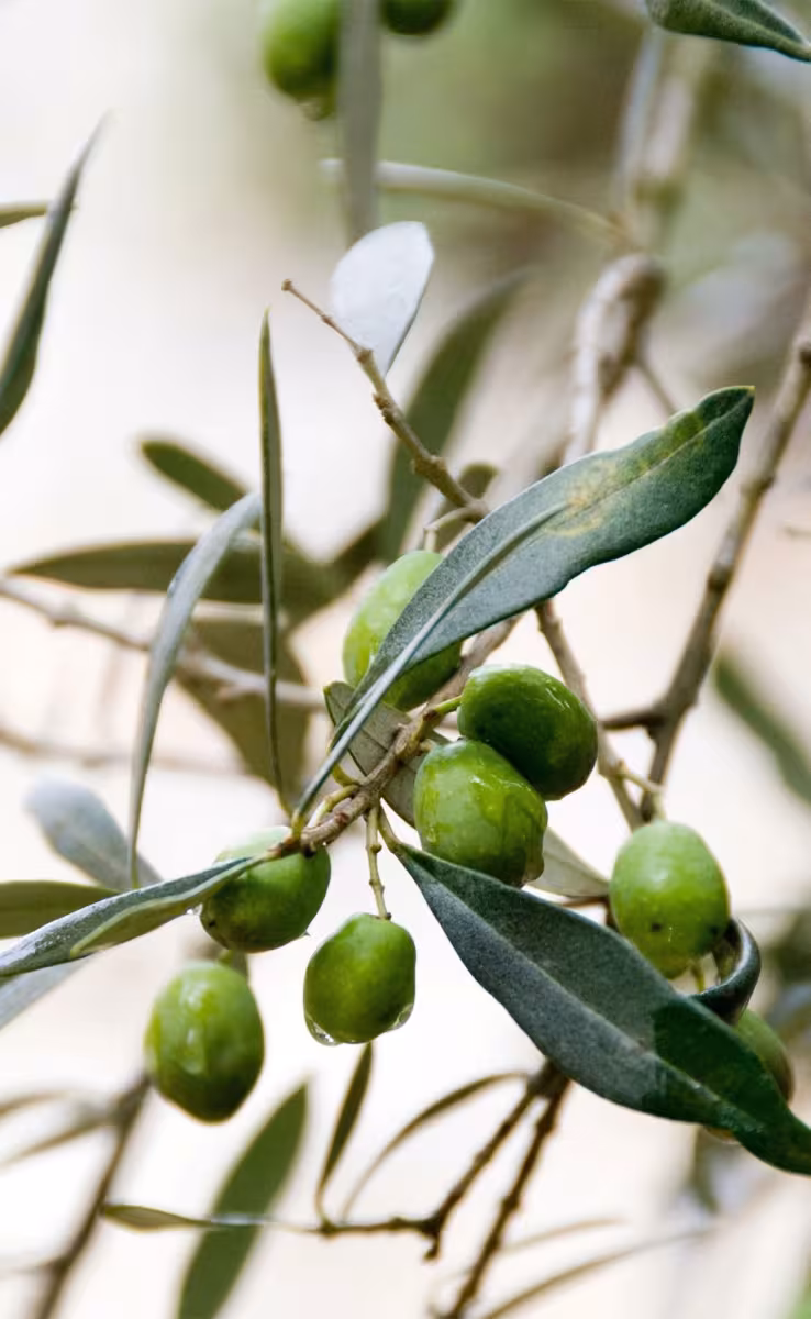 ΓΑΛΑΚΤΩΜΑ ΣΩΜΑΤΟΣ ΜΕ ΒΙΟΛΟΓΙΚΑ ΦYΛΛΑ ΕΛΙAΣ & ΝΕΡΟΛΙ 100ml