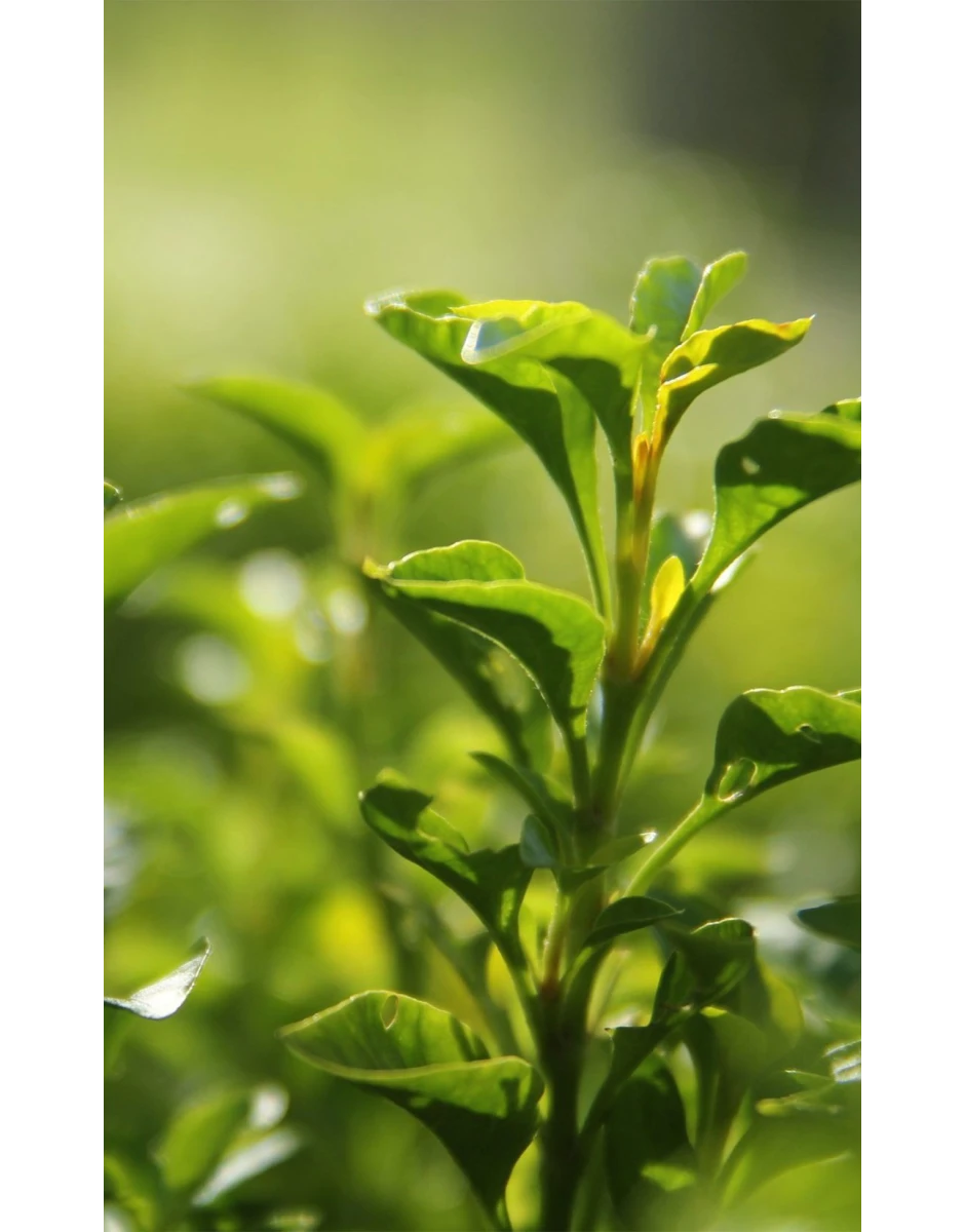 ΓΑΛΑΚΤΩΜΑ ΣΩΜΑΤΟΣ ΜΕ ΒΙΟΛΟΓΙΚΟ ΠΟΡΤΟΚΑΛΙ & ΠΡΑΣΙΝΟ ΤΣΑΙ 100ml