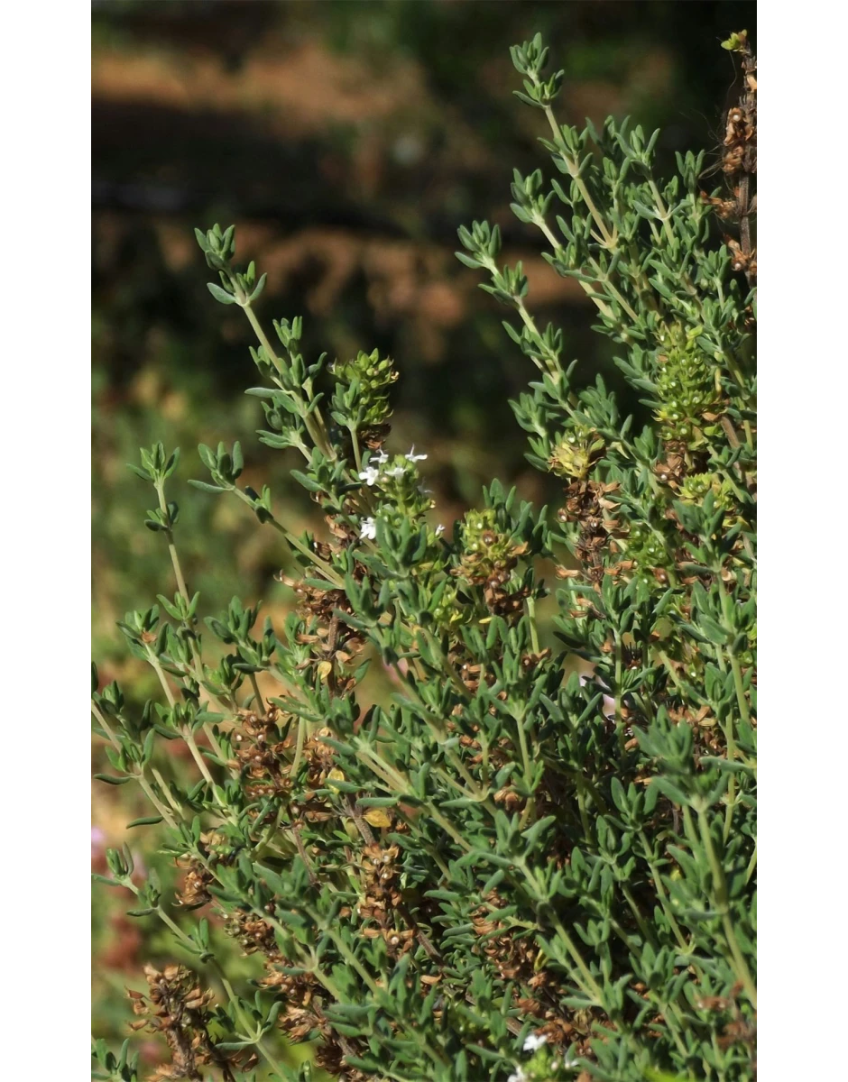 ΓΑΛΑΚΤΩΜΑ ΣΩΜΑΤΟΣ ΜΕ ΠΕΡΓΑΜΟΝΤΟ & ΒΙΟΛΟΓΙΚΟ ΘΥΜΑΡΙ 100ml