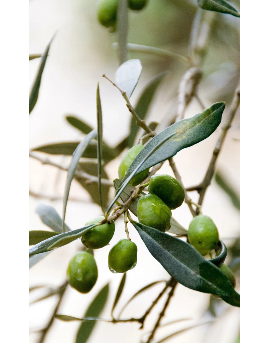 LIP BALM REPAIR 10ml