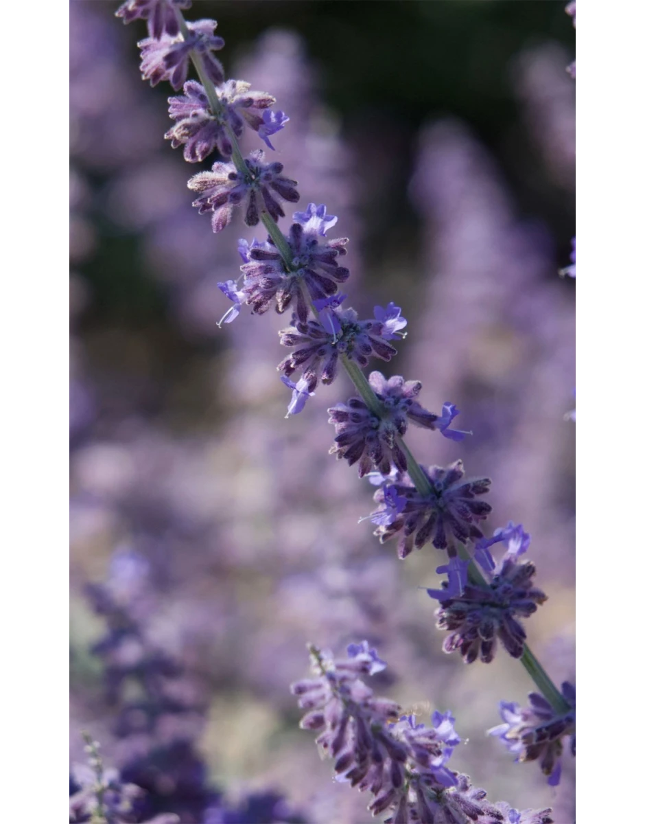ΓΑΛΑΚΤΩΜΑ ΣΩΜΑΤΟΣ ΜΕ ΒΙΟΛΟΓΙΚΗ ΛΕΒΑΝΤΑ & ΦΥΛΛΑ ΕΛΙΑΣ 100ml